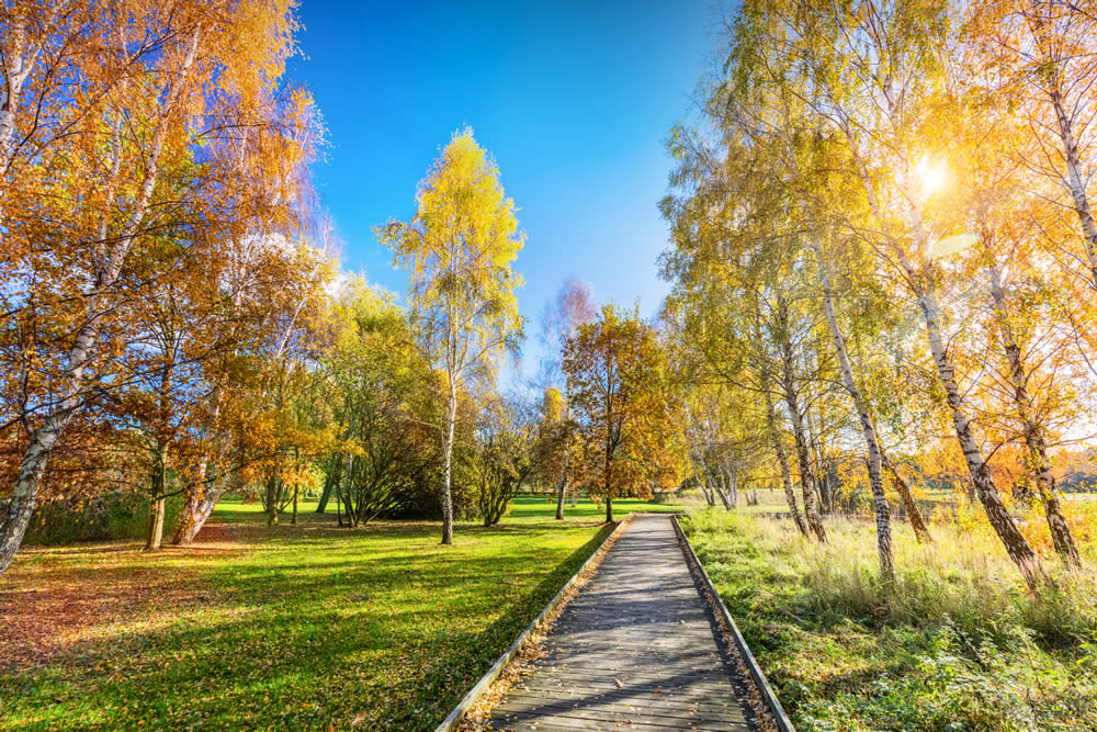 Photo of Canadian fall scene in a park