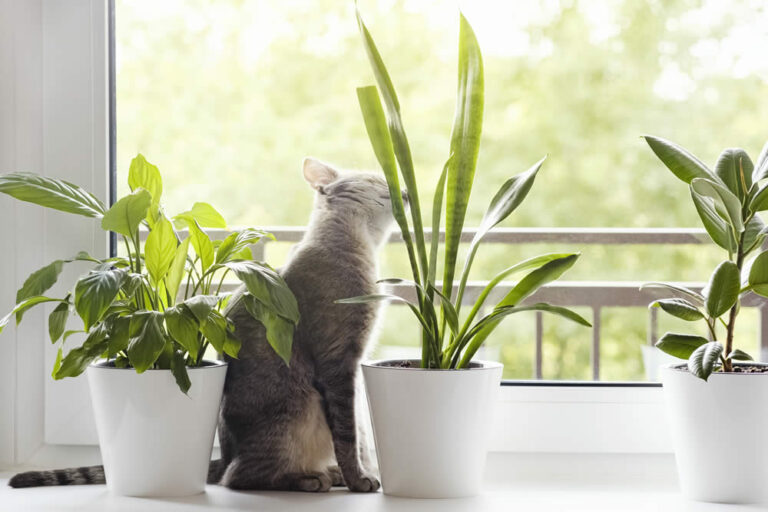 Do You Take Care Of Yourself Like You Do Your Pets and Plant?