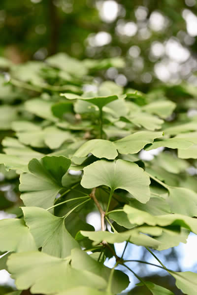 Photo of our company symbol: green ginkgo leaves