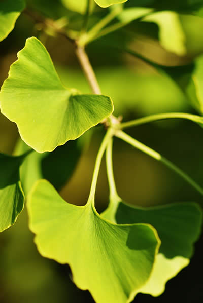 Photo of our company symbol: green ginkgo leaves