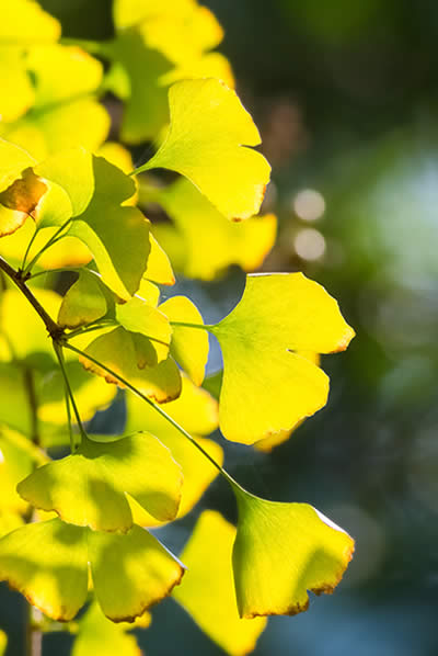 Photo of our company symbol: green ginkgo leaves