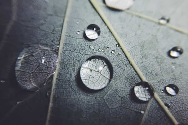 leaf with water droplets